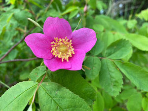 Meet your Posher, Adelynn